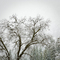 Winter in Yosemite, #192