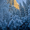 Yosemite Winter, # 72
