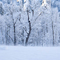 Yosemite Winter, #263