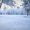 Yosemite Winter, #308