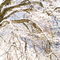 Yosemite Winter, #380