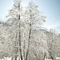 Winter Trees, #392