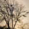 Yosemite Winter, #633