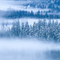 Trees in the Mist, #649