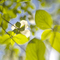 More Spring Dogwoods