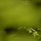 Continuous Green